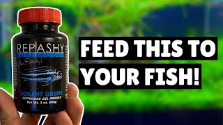 Repashy Soilent Green  Why you should feed this to your fish [upl. by Aliek]