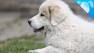 Great Pyrenees Facts [upl. by Celina462]