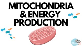 Mitochondria amp Energy Production [upl. by Eittah789]