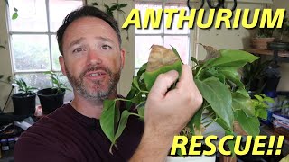 Anthurium Rescue  Care Guide  Flamingo Flower Care [upl. by Innad]