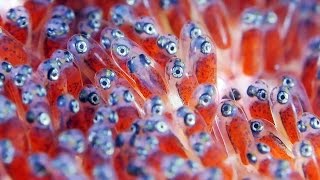 Clownfish Eggs  The Real Finding Nemo [upl. by Fitz]