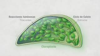 Fotosíntesis Parte 4 Cloroplastos  Video HHMI BioInteractive [upl. by Selestina]