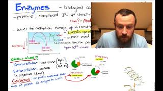 Enzymes Mindmap OCR A Level Biology 24 [upl. by Hernardo425]