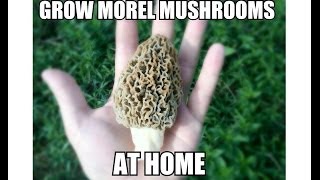 Grow Morel Mushrooms Start to Finish with Updates [upl. by Bear]