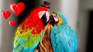 Does Mia Find Love  Birdsitting Iago The Macaw [upl. by Nolad203]