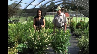 Home Gardener  Native Shrubs Clethra and Buttonbush [upl. by Qidas]