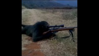 Sniper monkey😎🤙 [upl. by Thebazile]