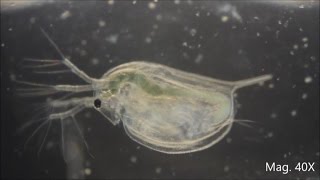 Daphnia magna under the Microscope [upl. by Shultz]