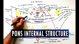 Pons  Cross section  Internal structure  Neuroanatomy Tutorial [upl. by Halstead]