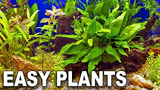 My Top 10 Easy Beginner Aquarium Plants [upl. by Mandell]