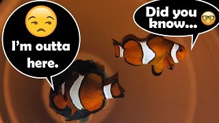 Facts on Clownfish  What do Clownfish Eat amp Clownfish Habitat [upl. by Reggis]