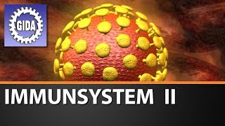 Trailer  Immunsystem II  Biologie  Schulfilm [upl. by Suneya]