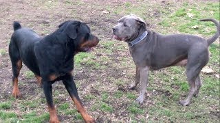 A Pesky Rottweiler Tests a Cane CorsoPit [upl. by Bortman40]