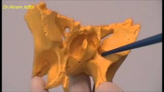 Ossicles of the middle ear anatomy [upl. by Haerb]