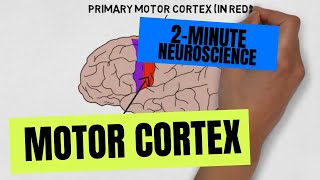 2Minute Neuroscience Motor Cortex [upl. by Ynattib]