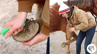 How To Clean A Horses Hooves The Easy Way [upl. by Euk659]