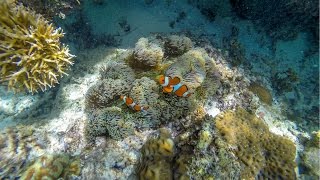 Palawan Philippines Snorkeling HD [upl. by Godspeed]