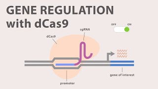 4 CRISPR Cas9  Gene Regulation with dCas9 [upl. by Gurias]