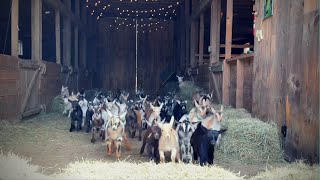 Epic Running of the Goats SunflowerFarmCreamery [upl. by Britte]