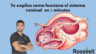 Fisiología Ruminal [upl. by Caprice]