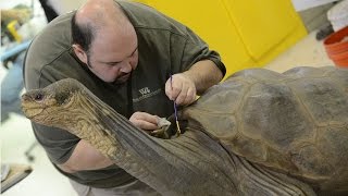 Preserving Lonesome George [upl. by Ardnwahsal]