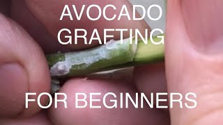 Avocado tree Grafting for beginners Very simple how to video for home gardeners [upl. by Darin]