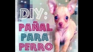 DIY PAÑAL PARA PERRO MACHOADIÓS CASA SUCIA [upl. by Koral]