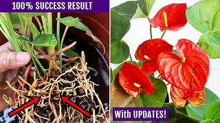 EASIEST Way To Propagate Anthurium Plant [upl. by Atekram355]