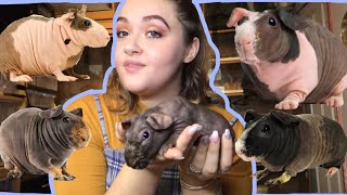 HOW TO CARE FOR SKINNY PIGS HAIRLESS GUINEA PIGS [upl. by Caffrey]