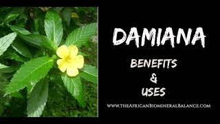 12 BENEFITS amp USES OF DAMIANA [upl. by Sined]