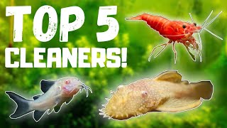 Top 5 BEST Fish Tank Cleaners [upl. by Telford]