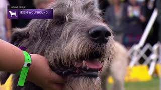 Irish Wolfhounds  Breed Judging 2021 [upl. by Nitsur38]