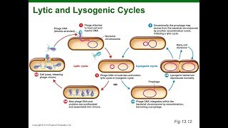 Virus Lysogenic Cycle Animation HD [upl. by Esinel]