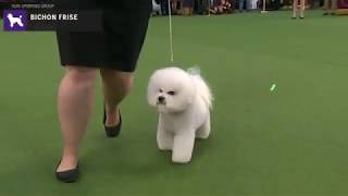 Bichons Frises  Breed Judging 2020 [upl. by Nyhagen]