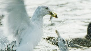 Seagulls and Guillemots Working Together to Fish  BBC Earth [upl. by Marwin]