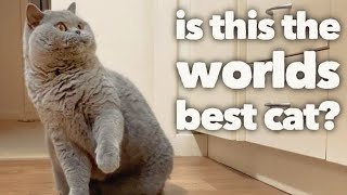 British Shorthair Cat Review after 5 years The worlds best cat OFFICIAL VIDEO [upl. by Libna883]