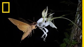 Rare Ghost Orchid Has Multiple Pollinators  Short Film Showcase [upl. by Bose]