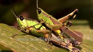 Grasshoppers mating in Sikkim [upl. by Ahsitil550]