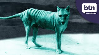 New Footage Of A Thylacine  Behind the News [upl. by Aiouqahs]