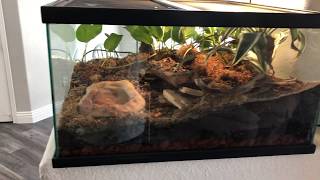 Goliath Bird Eating Tarantula Enclosure [upl. by Einallem]