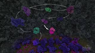 Glycolysis  HHMI BioInteractive Video [upl. by Odlanyar]