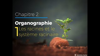 21  Les racines  Organographie [upl. by Alim]