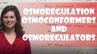 Osmoregulation Osmoconformers amp Osmoregulators [upl. by Arema]