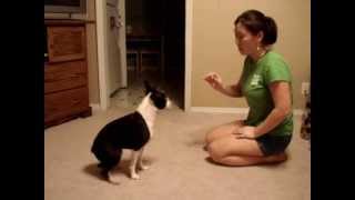 Boston Terrier Tricks [upl. by Ardath]