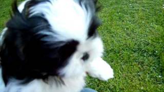 Shih Tzu puppies for sale in Lyndonville NY [upl. by Serge301]