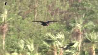 Turkey Vulture in flight [upl. by Callum424]