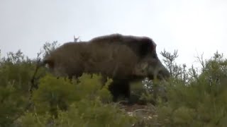 Montería de Jabalíes en Cuenca 💥🐗 ALUCINANTE  GRANDES JABALIES [upl. by Noillid]