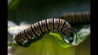 Milkweed amp the Monarch Butterfly Life Cycle [upl. by Hoi506]