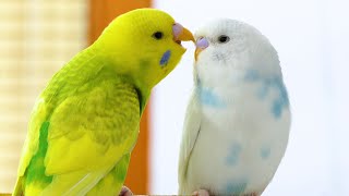 Budgie Sounds for Lonely Budgies [upl. by Isaacs]