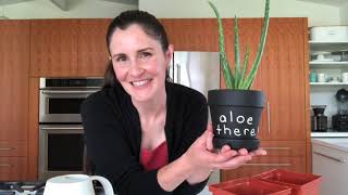 How to repot aloe plants [upl. by Dene953]